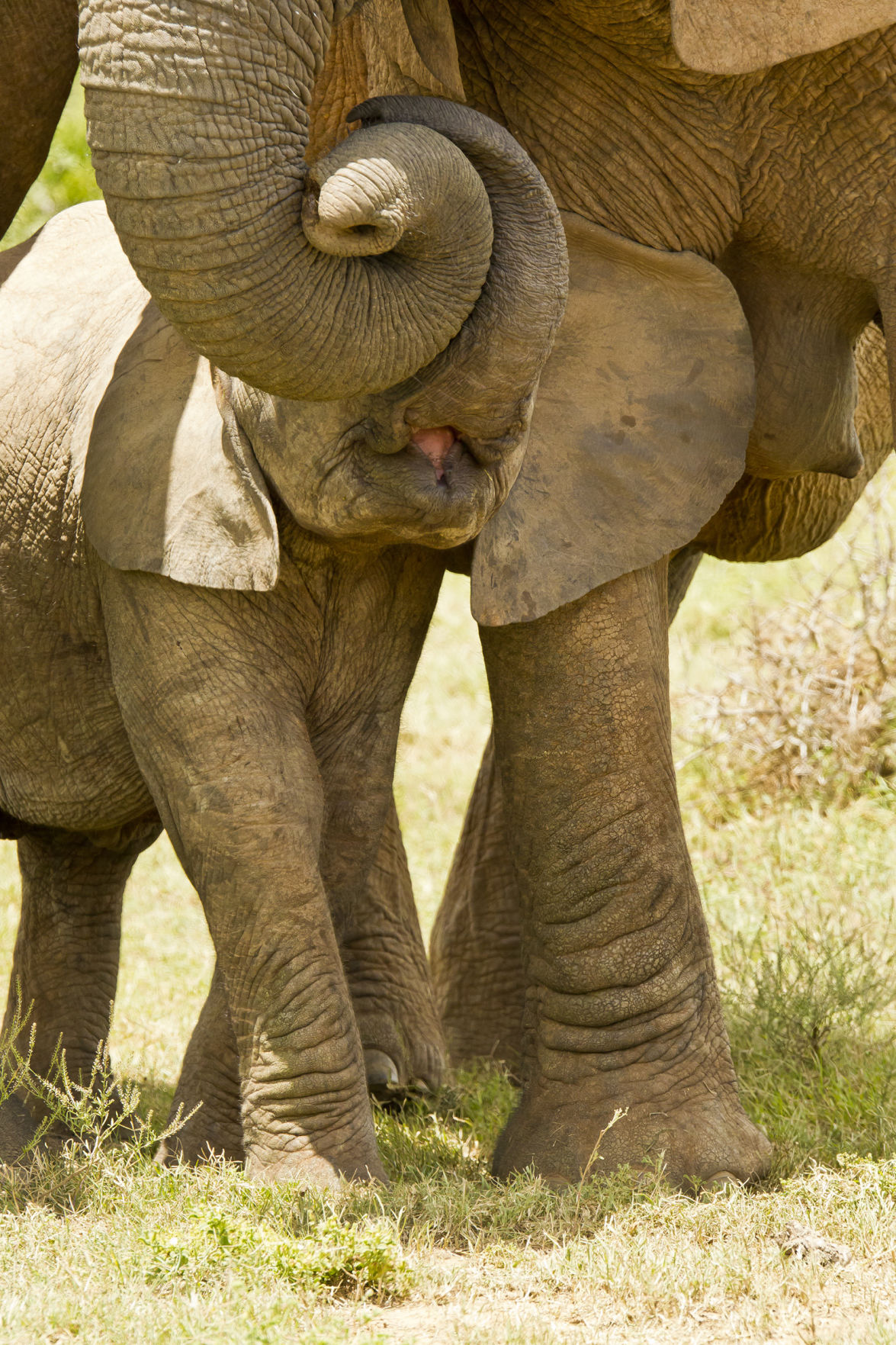 Elephants